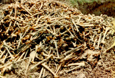 [Mass grave in Cambodia]